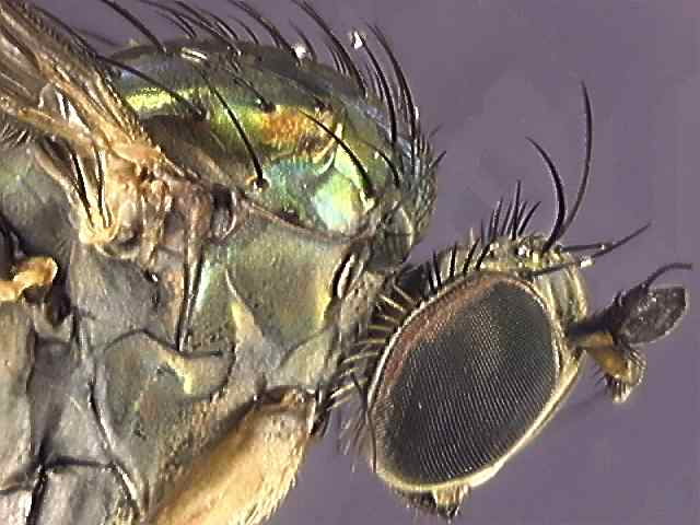 Dolichopus trivialis